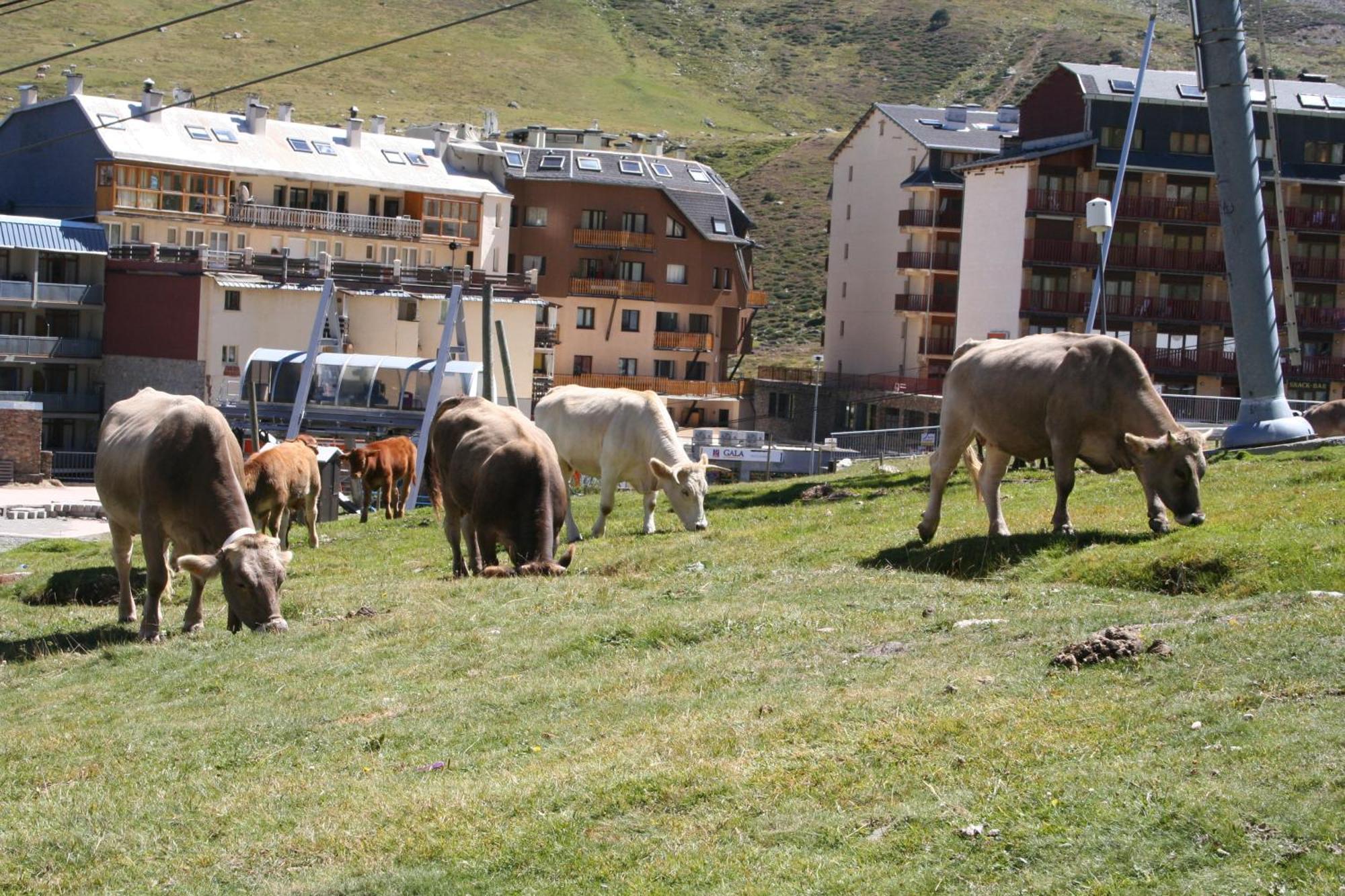 Apartamentos Grifovacances Canigou El El Pas de la Casa Buitenkant foto